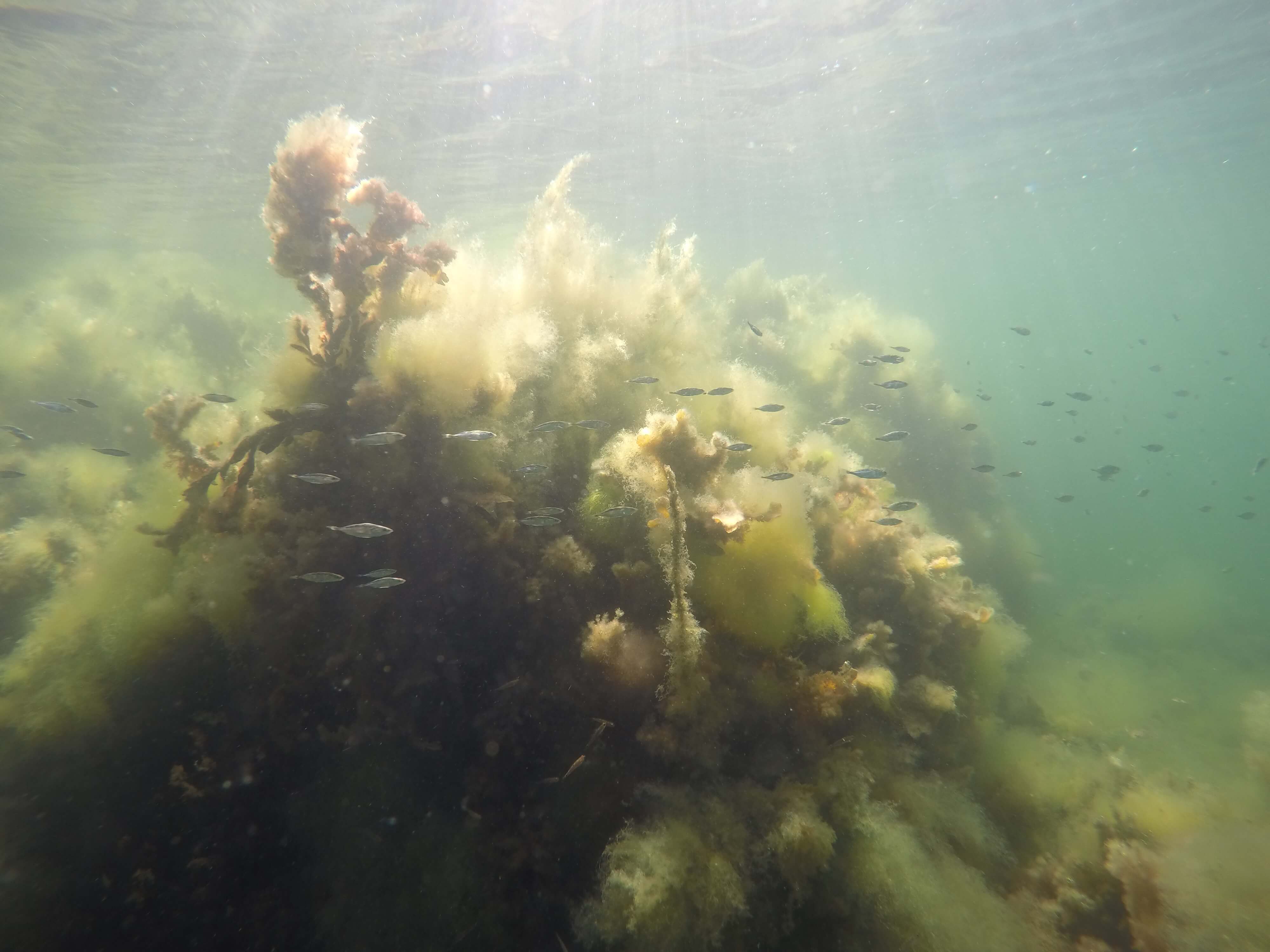 Foto af fiske i dansk farvand